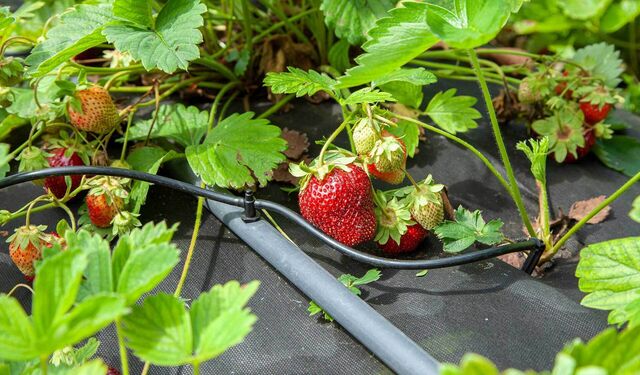 Erdbeerpflanzen mit reifen Erdbeeren