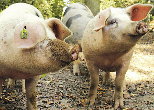 Bio-Schweine im Wald