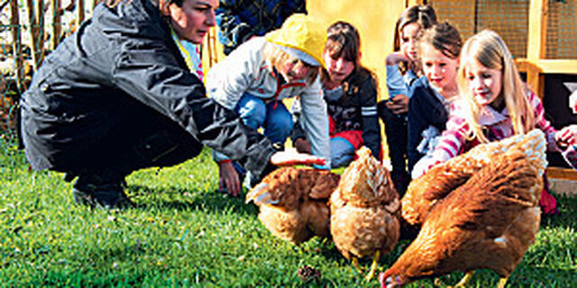 Hühner in Grundschule