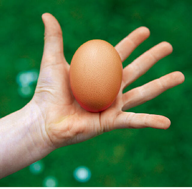 Ein Ei auf der Hand