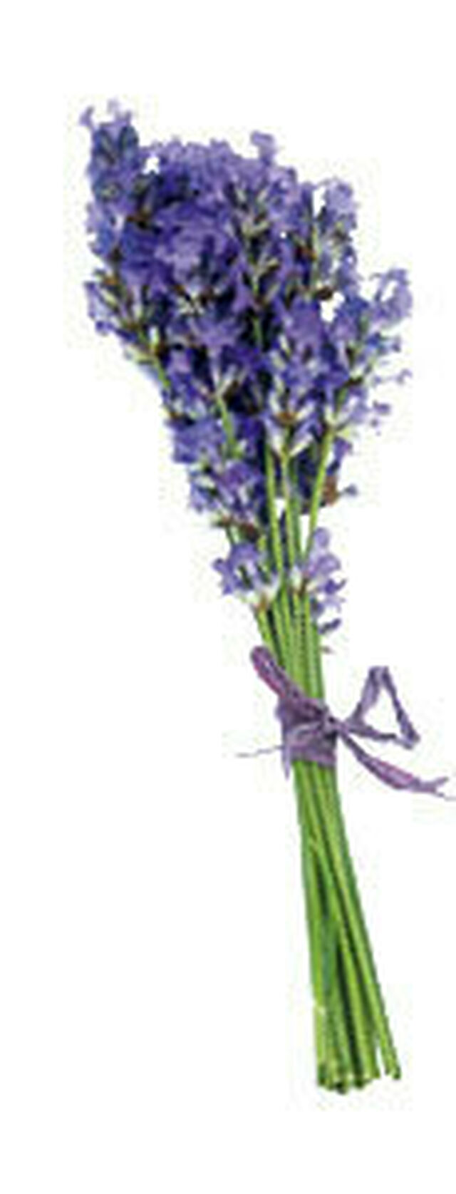 Lavendel (Foto: gettyimages/Rosemary Calvert)