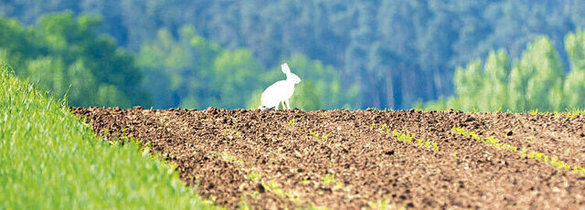 Ein weißer Hase sitzt auf einem Feld.
