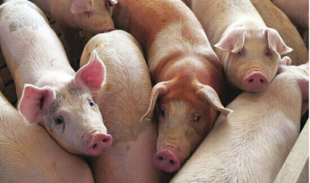 Schweinemast (Foto: plainpicture)