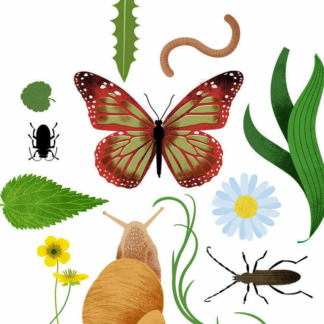 Illustration mit allerlei Tieren und Pflanzen.