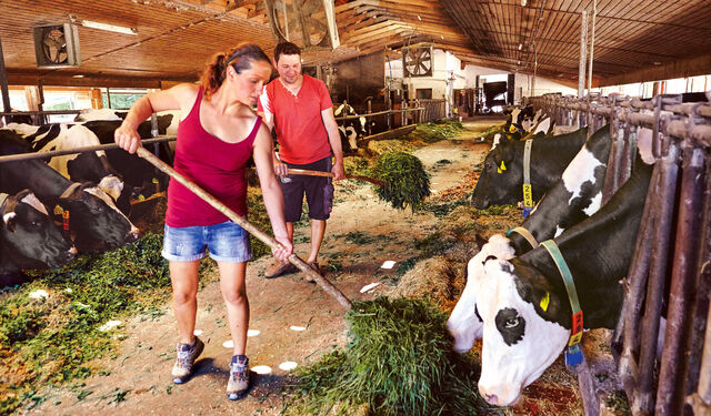 Frau und ein Mann in roten T-Shirts füttern Kühe im Stall