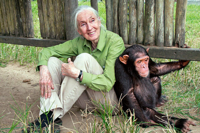 Jane Goodall sitzt neben einem Schimpansen auf dem Boden
