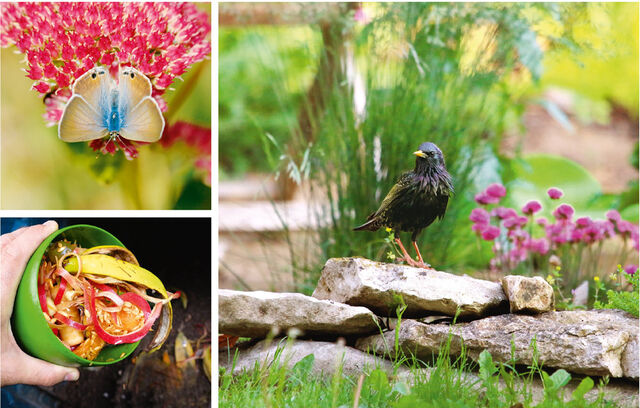 Drei Fotos aus dem Naturgarten zeigen einen Schmetterling einen Vogel und Kompostabfall