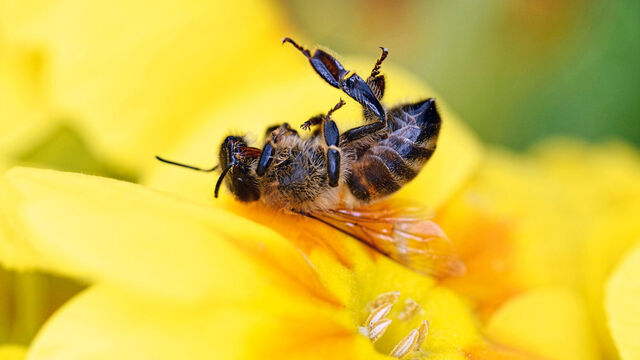 Tote Biene auf Blume