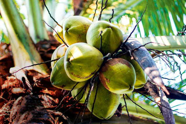 Grüne, unreife Kokosnüsse, die an einer Kokospalme hängen.