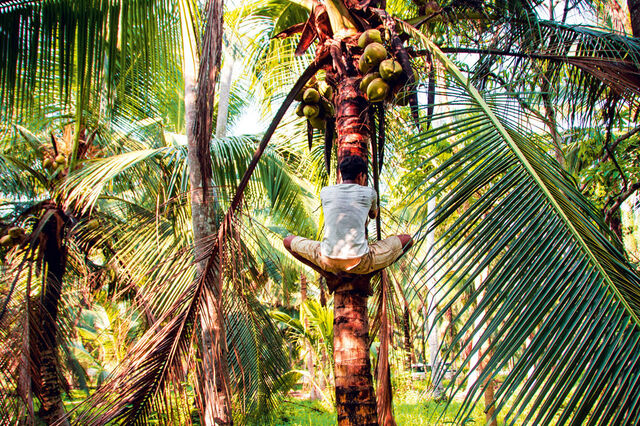 Ein Mann kletttert am Stamm einer Kokosnusspalme hoch, um ihn herum sind noch mehr Palmen.