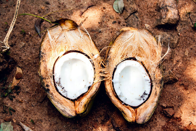 Geöffnete Kokosnuss liegt in zwei Hälften auf braunem Sandboden, das weiße Fruchtfleisch ist zu sehen.