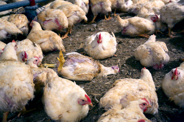 Ein totes Huhn liegt zwischen vielen Hühnern.