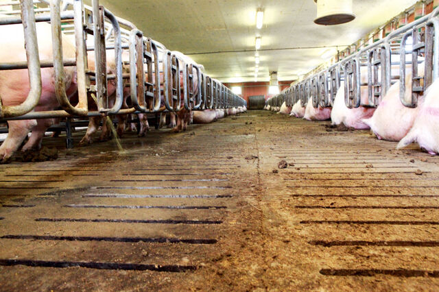 Ein riesiger Stall voll eng aneinander gereihter Schweine auf hartem Boden.