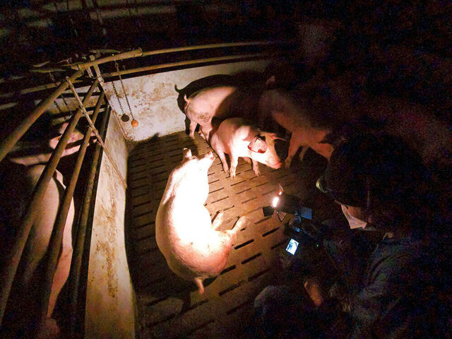 Tieraktivistin filmt Schweine in einem Stall.