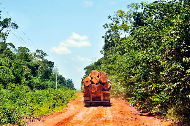 LKW fährt abgeholzte Baumstämme weg