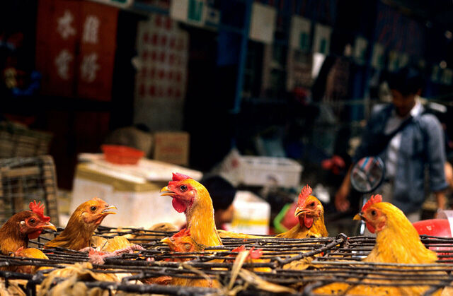 Hühner in engen Käfigen auf einem Wildtiermarkt