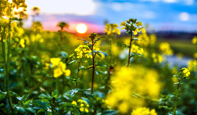 Gelb blühendes Rapsfeld bei Sonnenaufgang