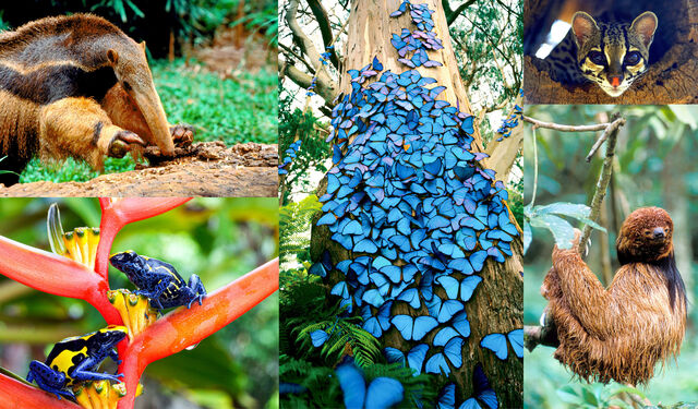 Collage mit Ameisenbär, Schmetterlingen, Ozelot und Faultier