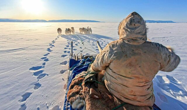 Hundeschlitten fahren in der Arktis