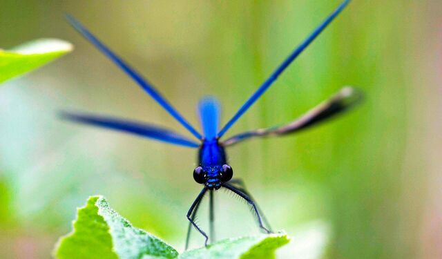 Eine blaue Libelle in Nahaufnahme