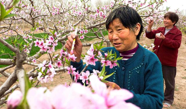 Eine Frau in China bestäubt rosa Blüten mittels einer Federwedel mit der Hand