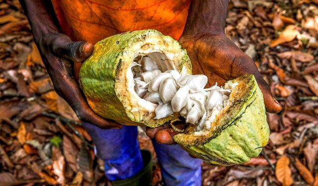 Afrikanischer Junge hält eine geöffnete Kakaofrucht in Händenden