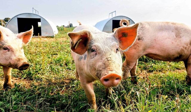 Bio-Schweine erkunden die Umgebung im Freien