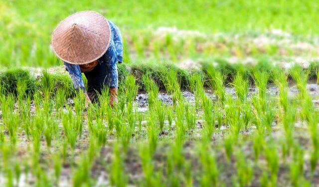 Eine Frau beim Reisanbau