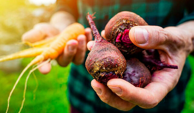 Vegane Landwirtschaft: Hände halten Rote Bete und Möhren.