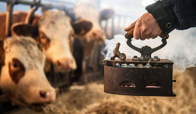 Mit Hilfe eines antiken Bügeleisens verräuchert der Bauer Kräuter in seinem Kuhstalln Kuhstall