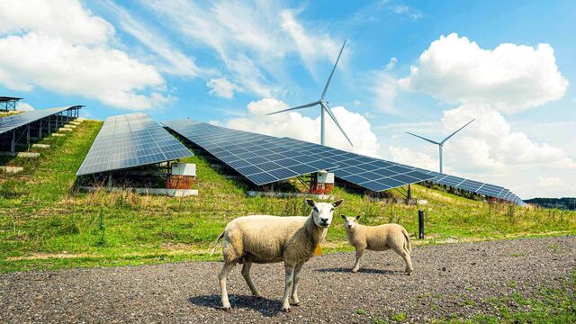 Solaranlage mit grasenden Schafen