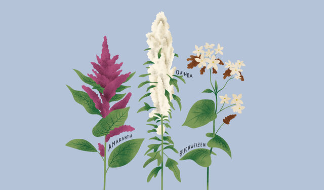 Illustration von den Pseudogetreiden Amaranth, Quinoa und Buchweizen