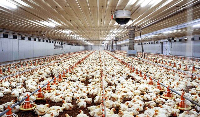 Tausende Hühner eingepfercht in einen riesigen Stall