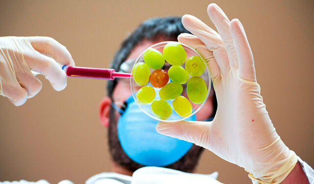 Labormitarbeiter untersucht grüne Weintrauben