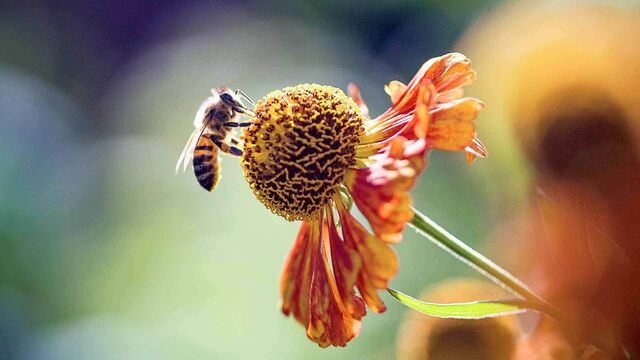 Eine Honigbiene sitzt auf einer offenen Blüte