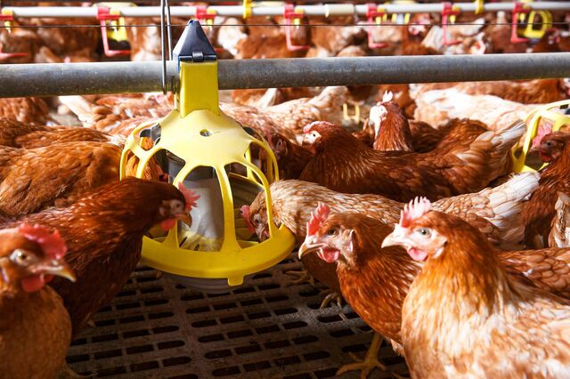 Hühner fressen Getreide in einem großen Stall