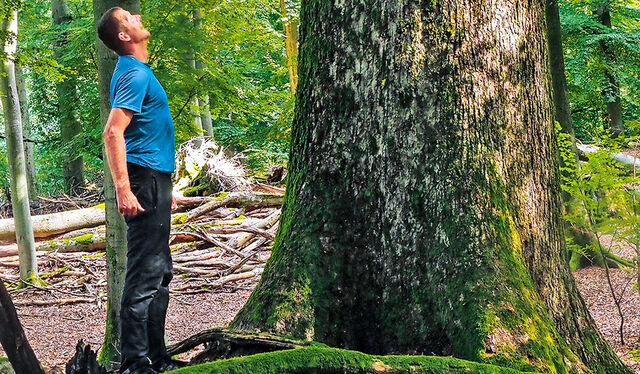 Gerald Klamer blickt an einem riesigen Baum hoch