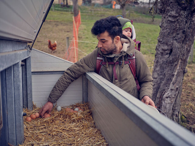 Ein Mann sammelt Hühnereier aus einem Hühnermobil